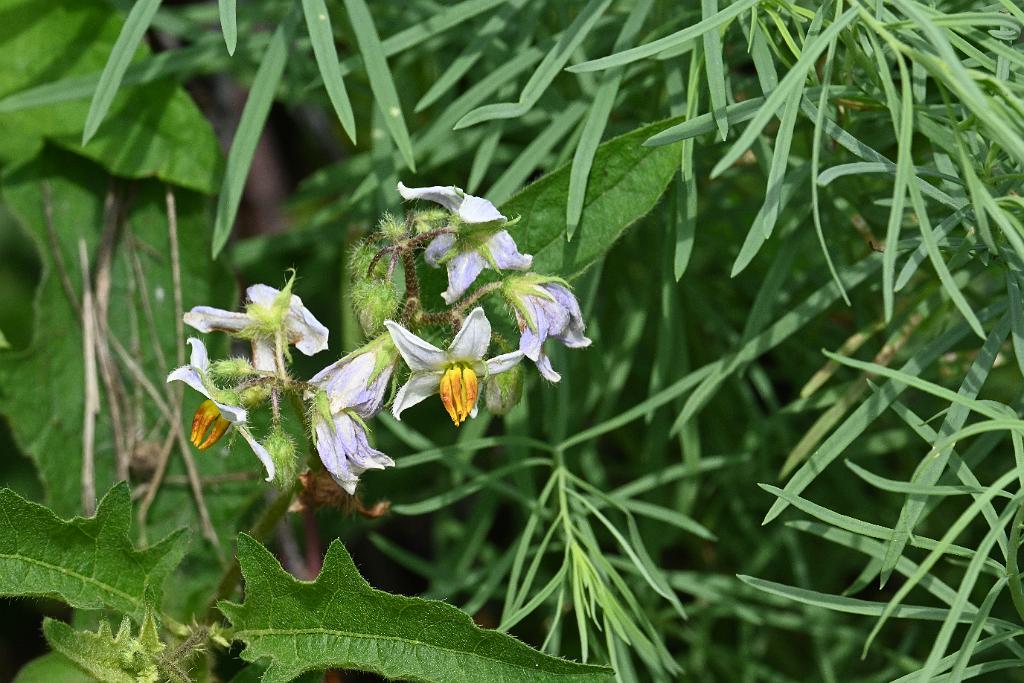 2025-07059436 River Bend Farm, MA.JPG - Carolina Horsenettle (Solanum carolinense). River Bend Farm, MA, 7-5-2025
